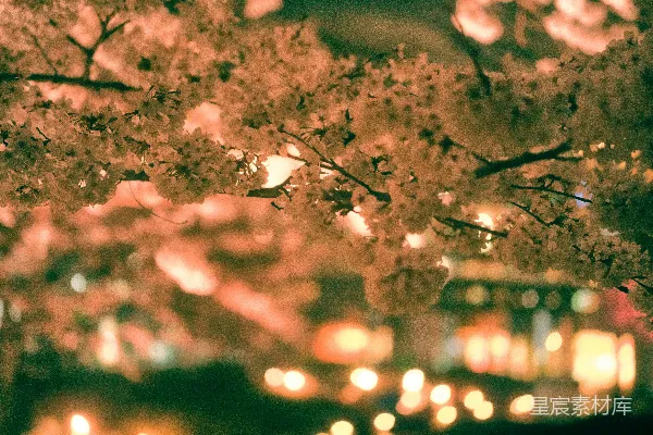 满树盛开的白色花朵的树