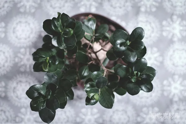 绿色植物