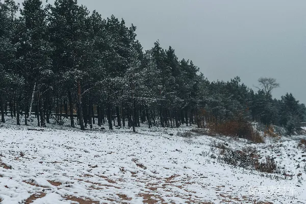 白天绿树覆盖在积雪的地面上
