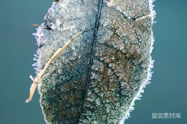 一张叶子的特写镜头