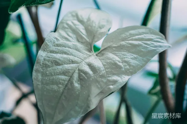 一株植物的特写镜头，叶片清晰可见