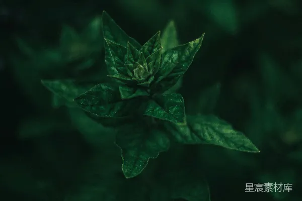 浅聚焦照片中的绿色植物