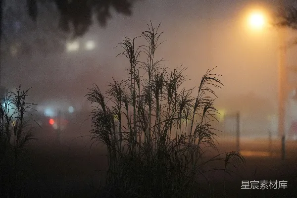 高草在朦胧夜色中映衬着昏暗的街灯