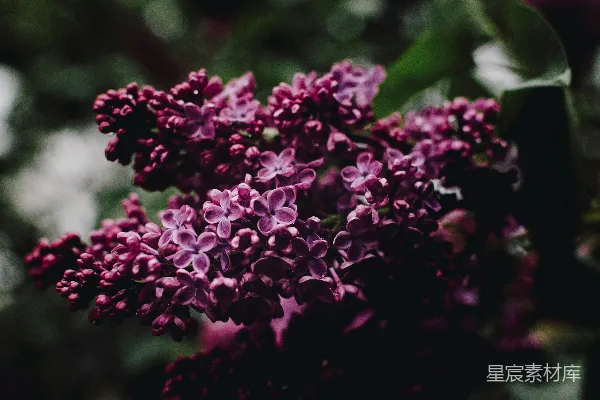紫色花瓣花朵的特写照片