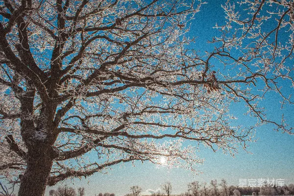 一片覆盖着白雪的田野，前景中有一棵树。