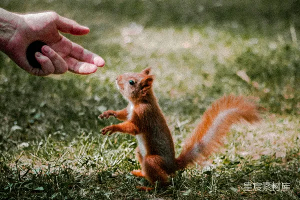 准备从绿草地领养红 squirrel 的人