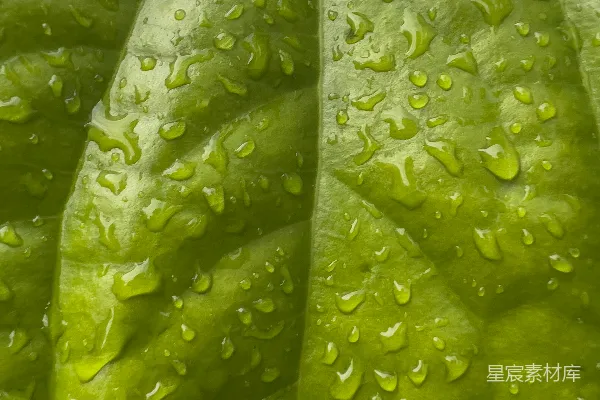 一片绿叶上挂着水珠
