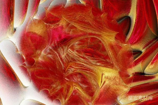 一朵红黄相间的花的特写