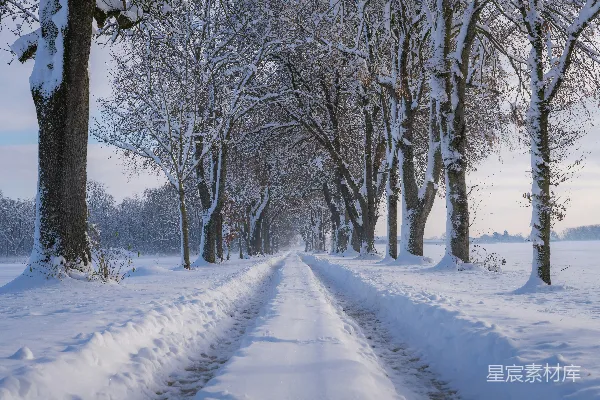 覆盖着白雪的道路被树木和雪包围著。