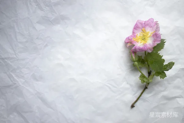 高清摄影 粉白相间的花束