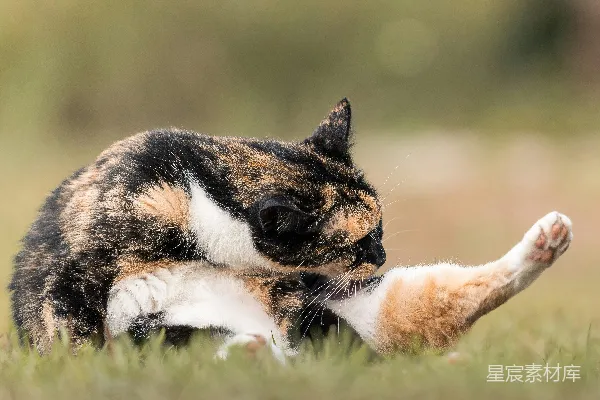 一只橘猫在草地上自我梳理毛发。