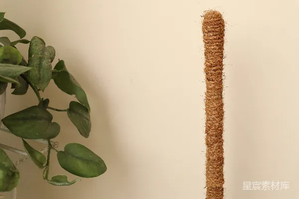 猫抓板旁边有一盆植物