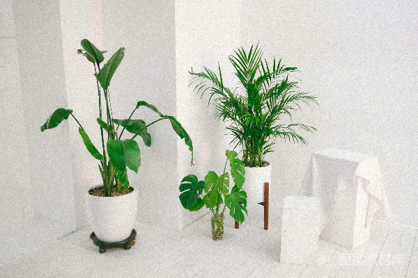 三株叶片绿色的植物旁边