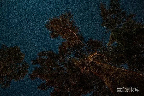 树上挂着一盏灯
