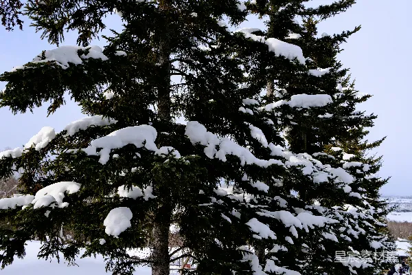 雪覆盖的常绿树木 lining一条冬日的小径。