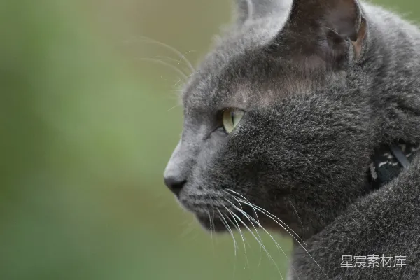 一只灰色的眼睛是绿色的猫凝视着远方。