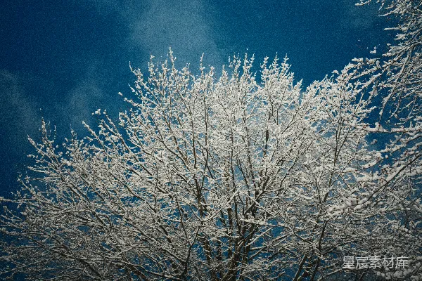 一棵覆盖着白雪的树矗立在深蓝的冬日天空下。
