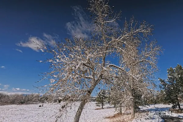 冬日明亮的一天中覆盖着白雪的树木