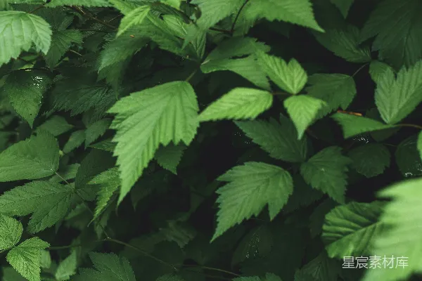 一片密布的鲜绿色树叶簇。