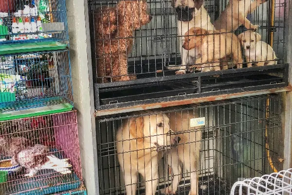一群狗坐在笼子里