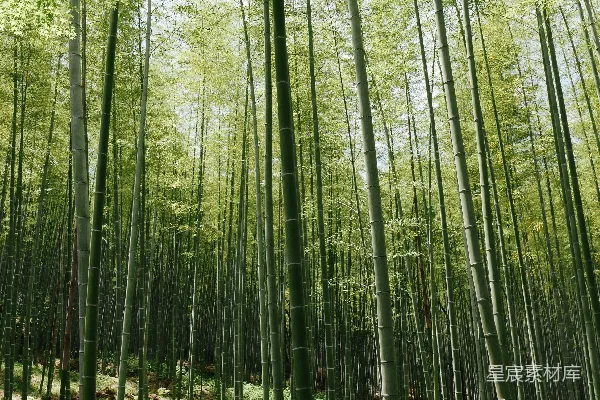 竹草田