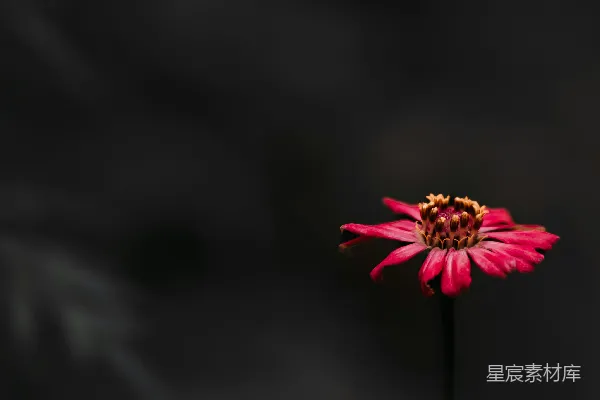 红色花朵在黑色背景下