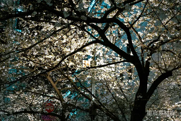 公园里一棵有很多白色花朵的树