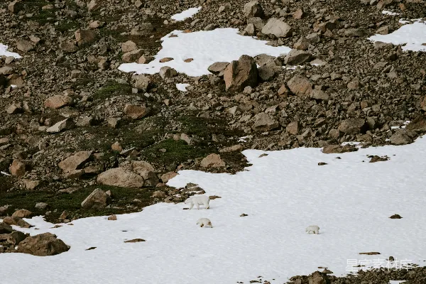 山顶上一只山羊站在覆雪的斜坡上