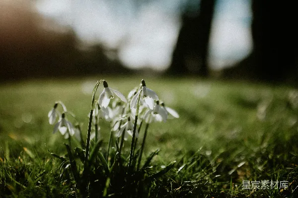 白花的 Macro 照片