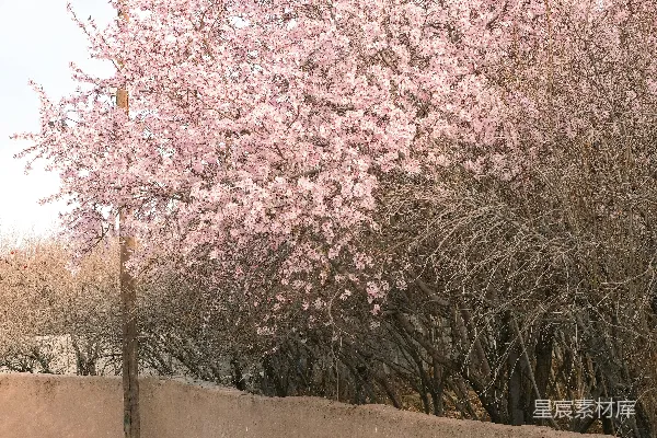 春天墙头绽放的花朵。