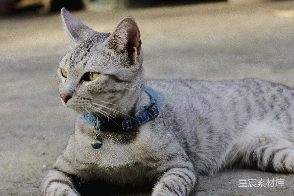 地上有一只猫躺在一盆植物前面。