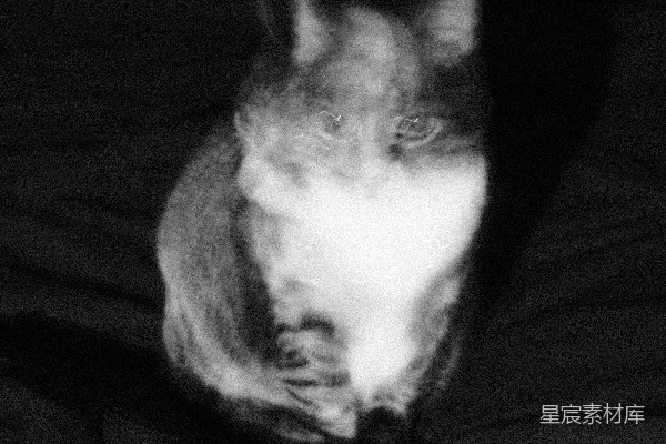 一张黑白照片中的猫在床上