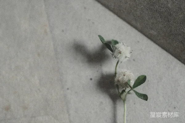 高清摄影 两朵白三叶草花从灰色信封中冒出。