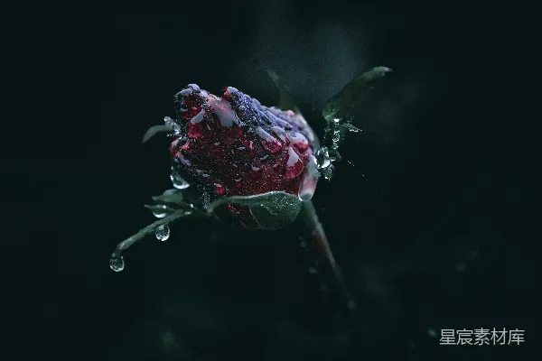 一朵带着水珠的红玫瑰