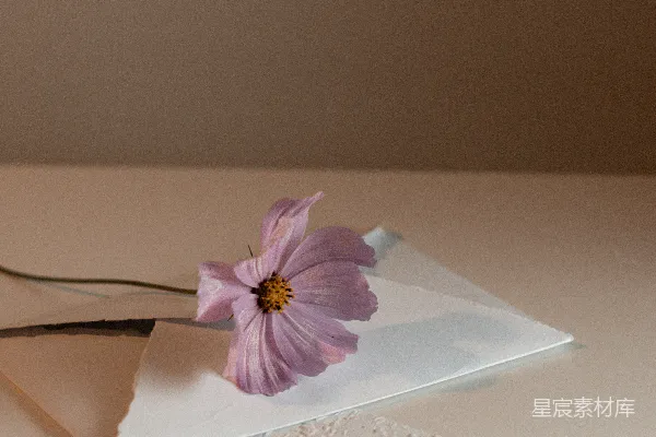 高清摄影 一朵粉红色的花放在一张纸上。