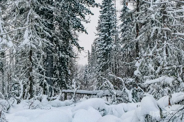 覆盖着白雪的森林里充满了树木。