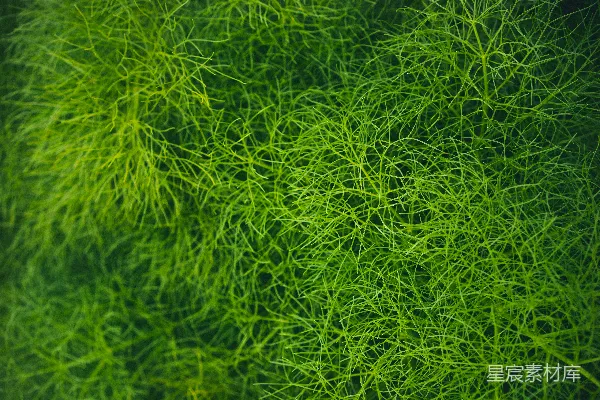 绿草
