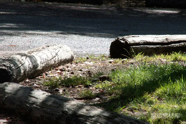 倒下的树 Logs lie on the forest floor