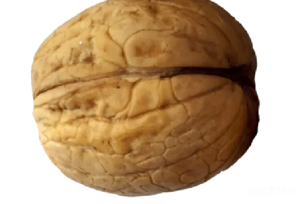 元素素材 核桃