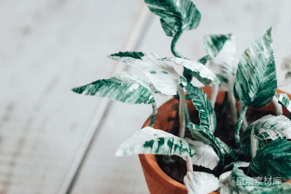 高清摄影 绿色植物在棕色花盆中