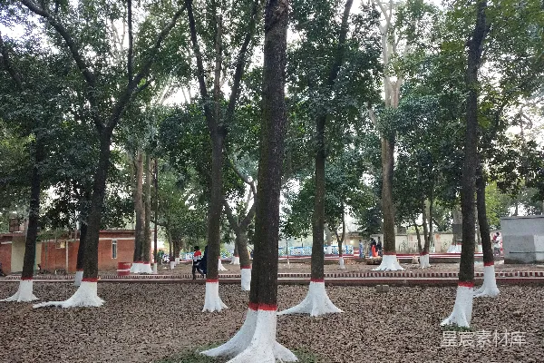 一群站立在泥土中的树