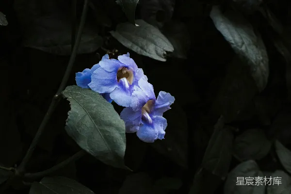 近景摄影中的紫色花朵