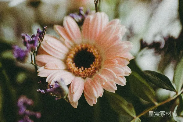 一朵花的特写镜头