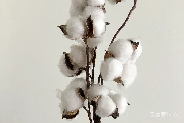 白花紫罗兰盛开