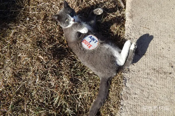 一只猫躺在地上翻了个身