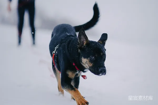 黑色和棕色短款夹克中型狗在雪覆盖的地上白天奔跑