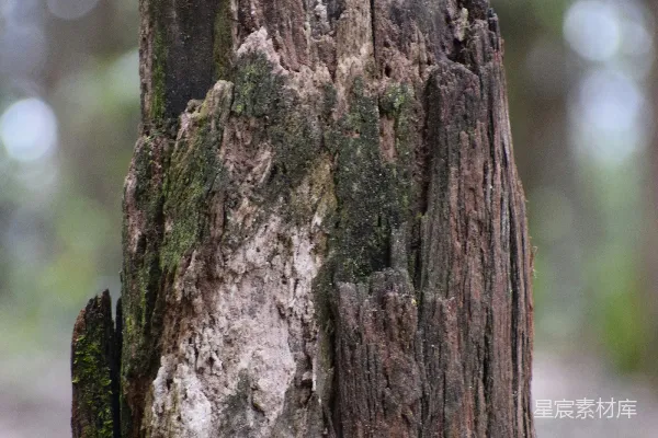 树桩上长满了苔藓
