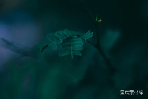 一棵长有叶片的植物在黑暗中
