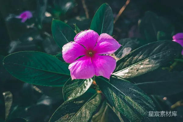 紫花的一株植物
