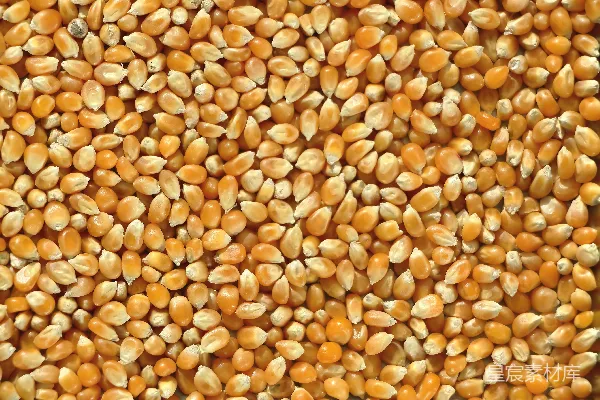一撮干玉米 Kernel
